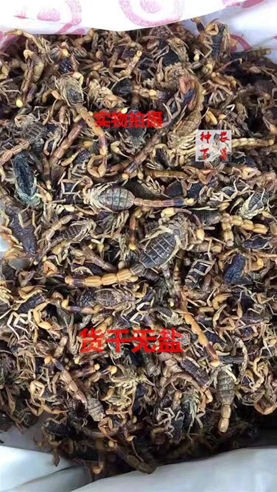 蝎子8.jpg