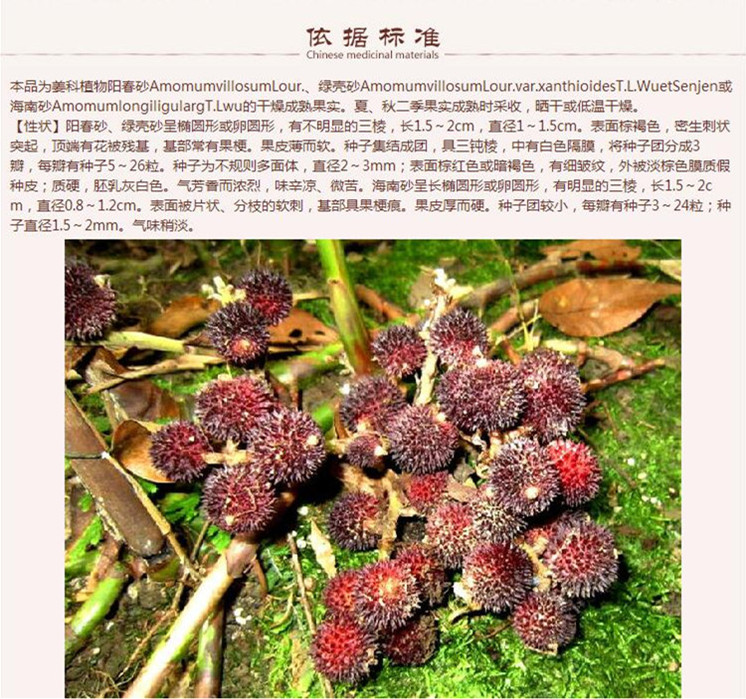 砂仁5.jpg