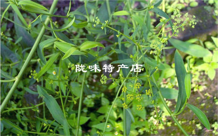 柴胡段3.jpg