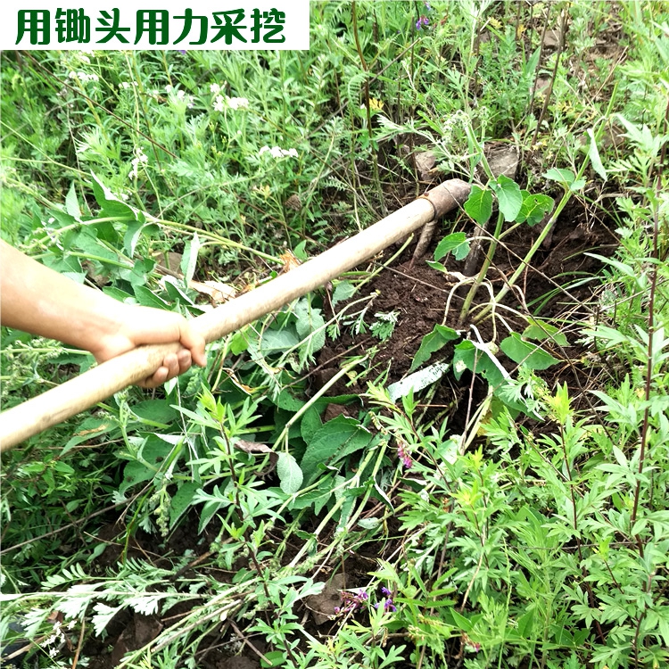 野生丹参13.jpg