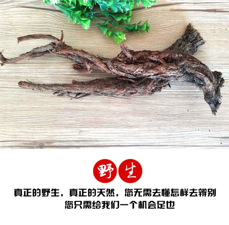野生丹参8.jpg