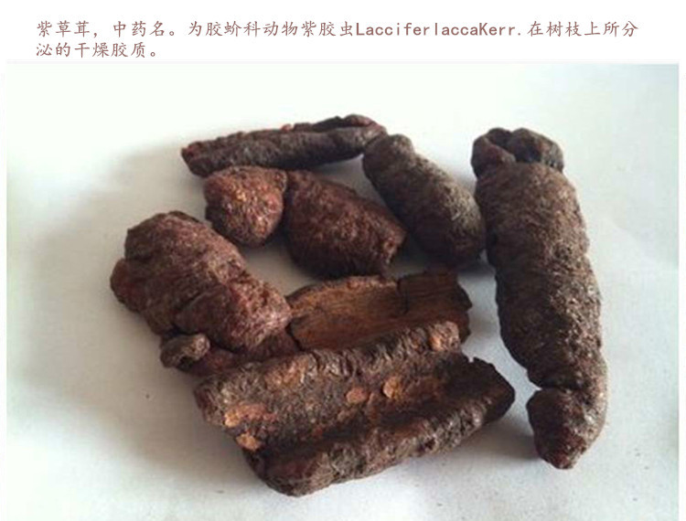 紫草茸3.jpg