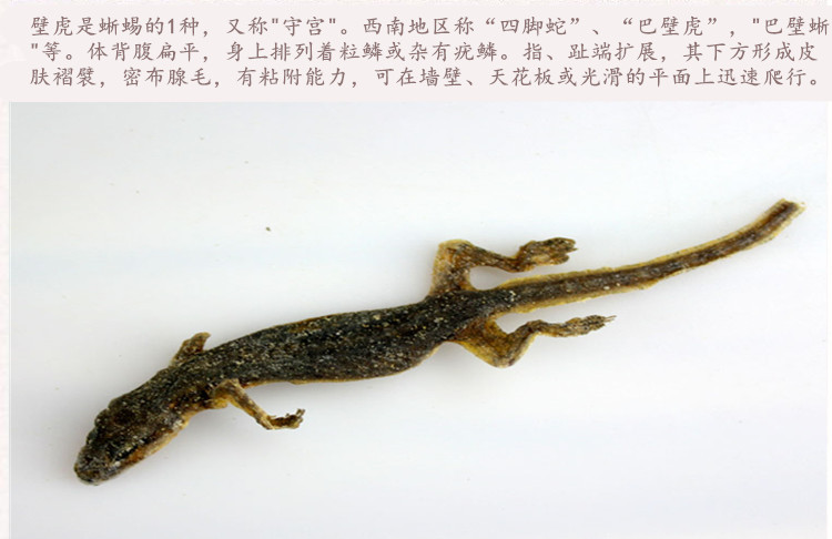 壁虎3.jpg