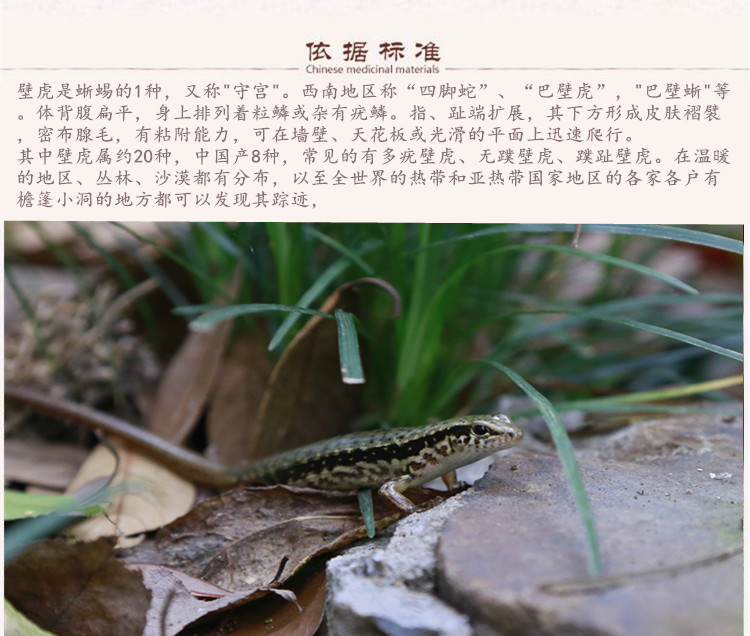 壁虎5.jpg