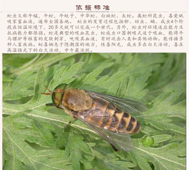 虻虫9.jpg