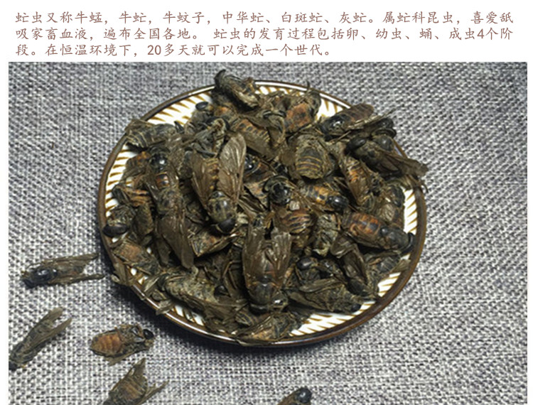 虻虫3.jpg