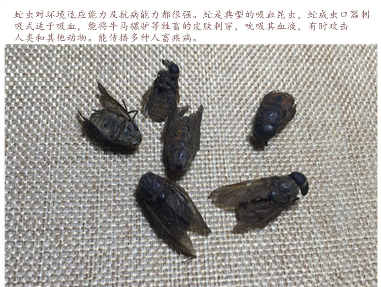 虻虫4.jpg