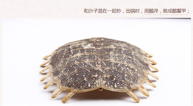 鳖甲壳5.jpg
