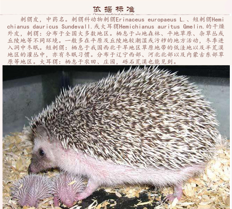 刺猬皮9.jpg