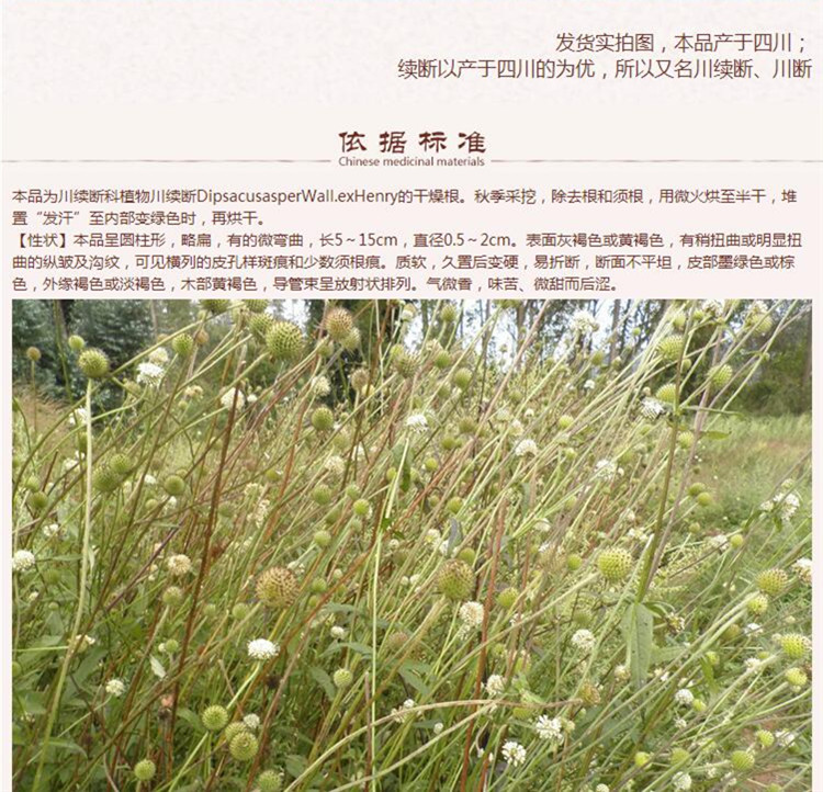 续断5.jpg