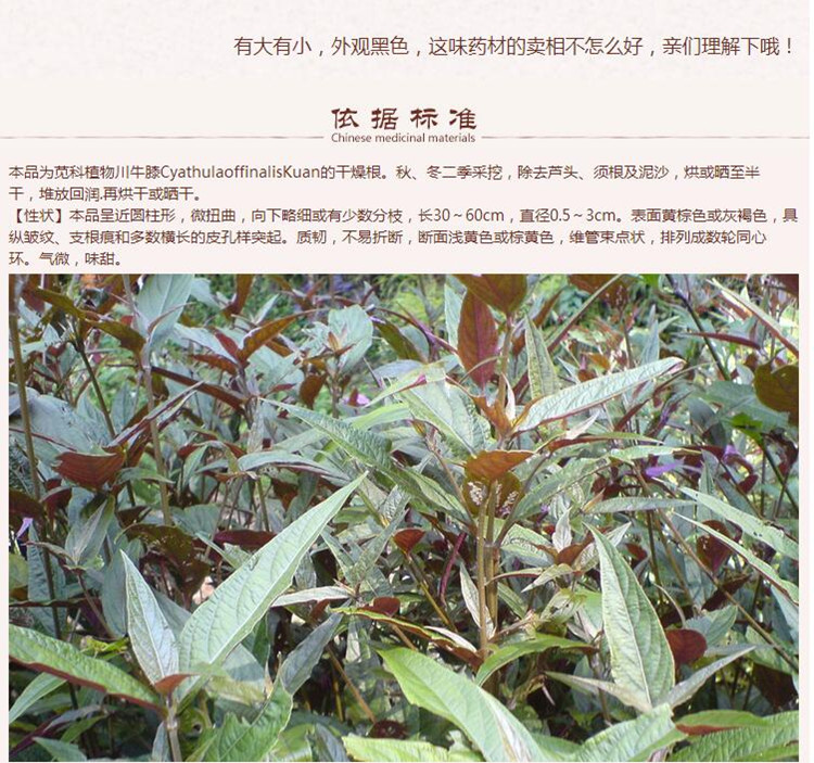 川牛膝5.jpg
