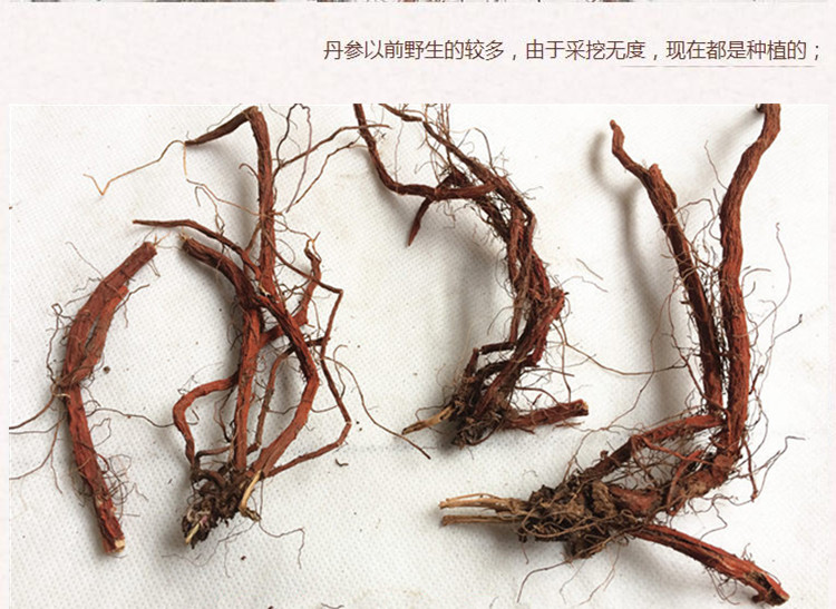 丹参选条3.jpg