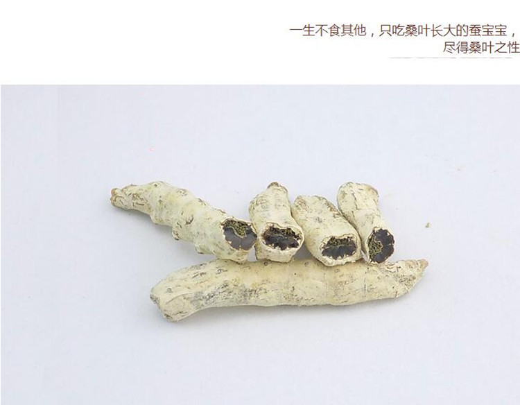白僵蚕5.jpg