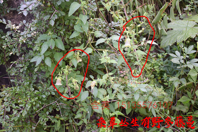 1200野参生长环境实拍.jpg