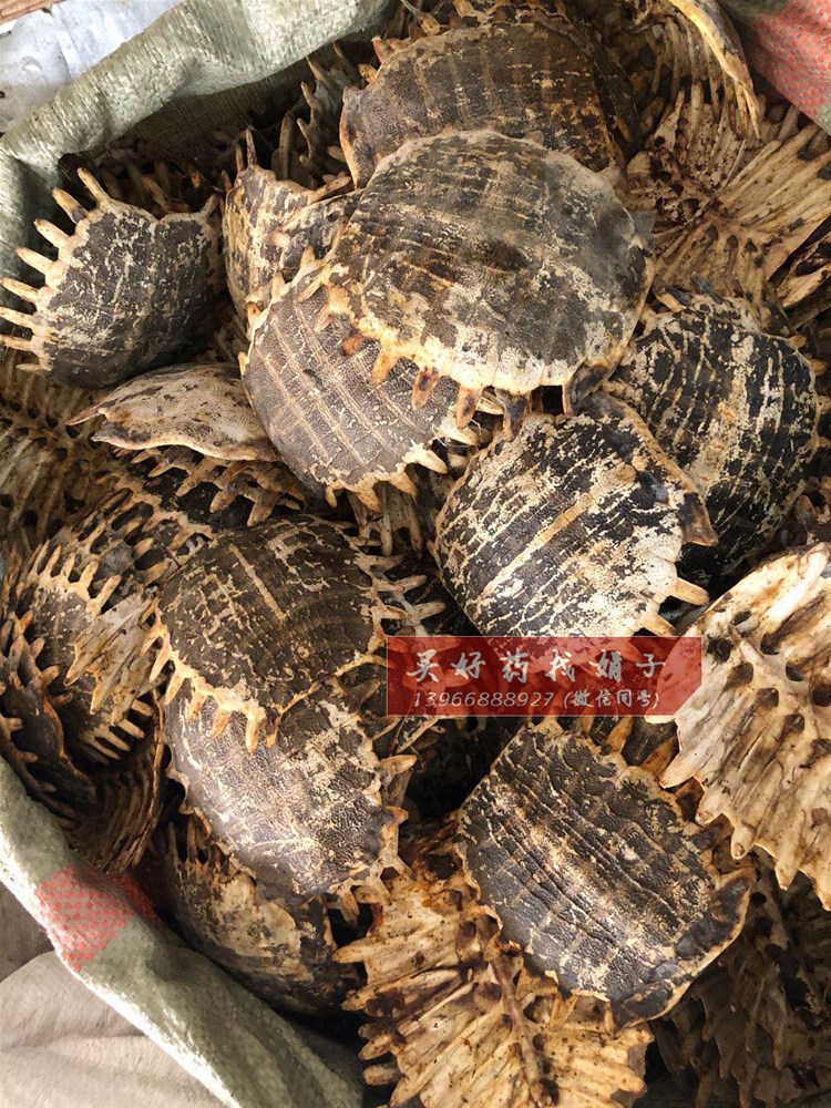 鳖甲选货140.jpg