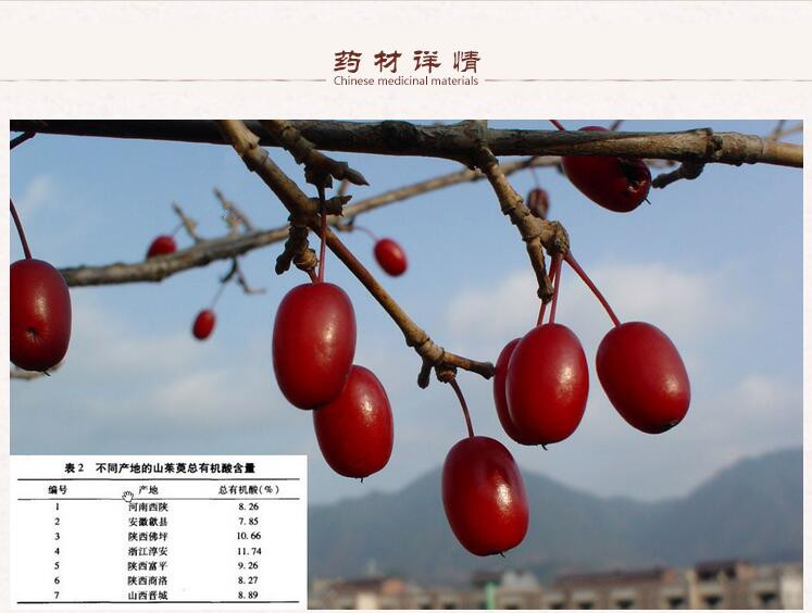 山萸肉3.jpg