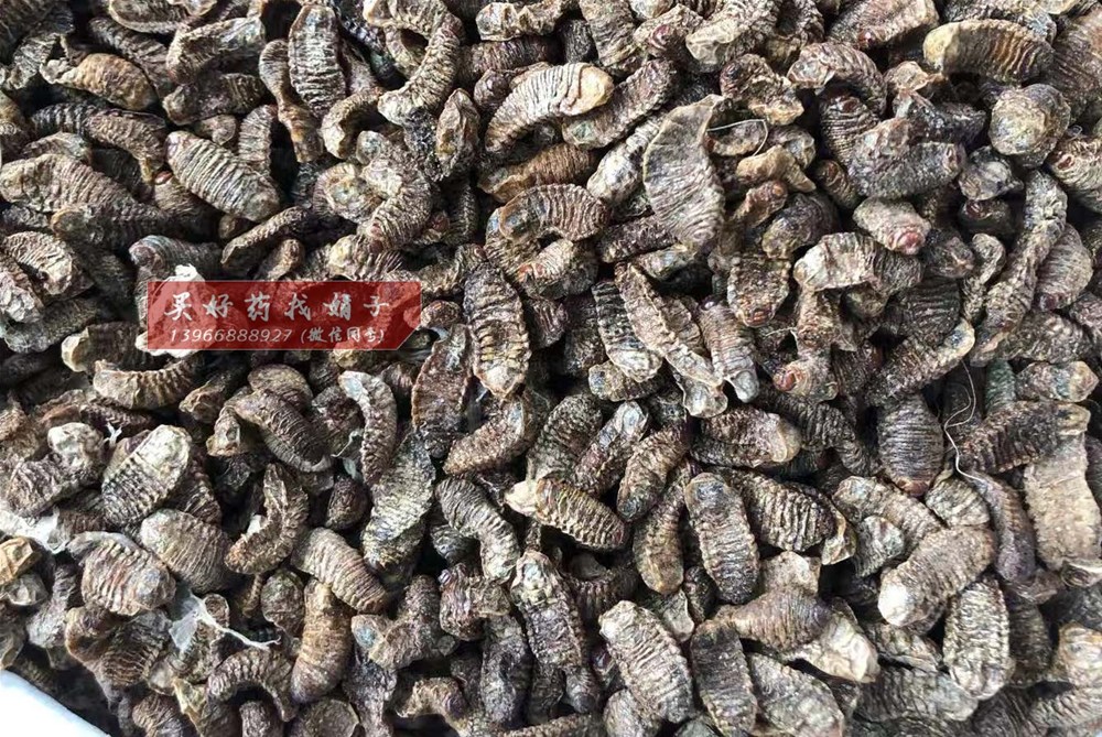 蛴螬  50 河南货.jpg