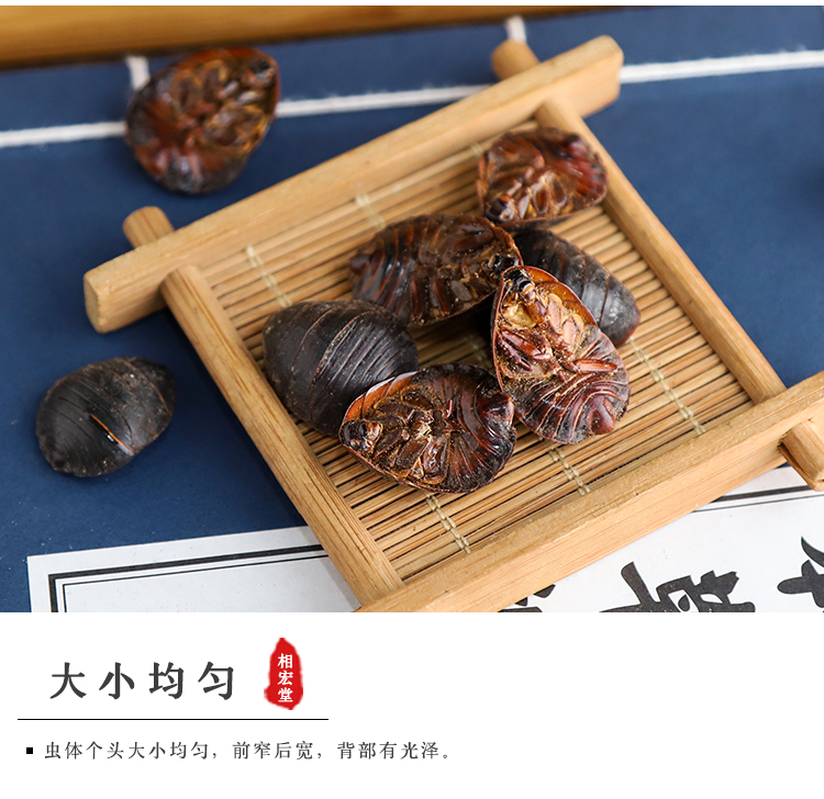 土鳖虫_05.jpg