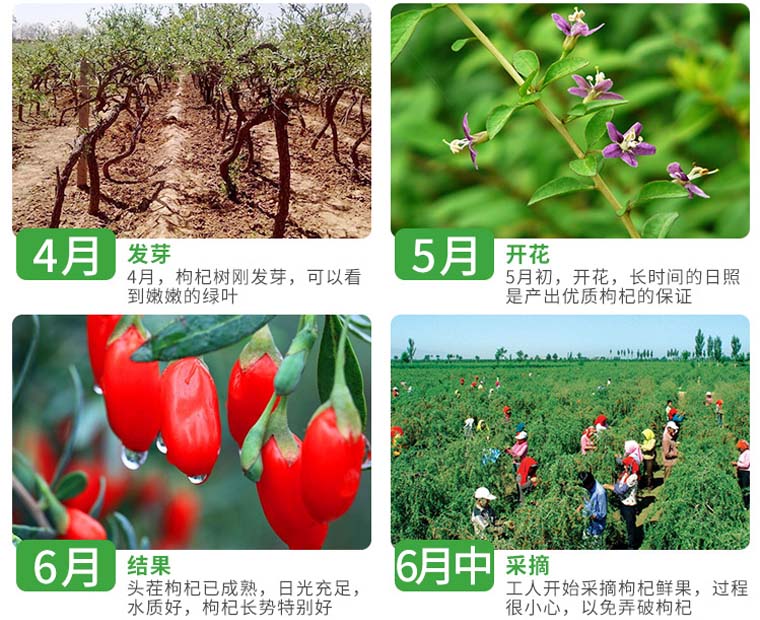 ningxiagouqi022.jpg