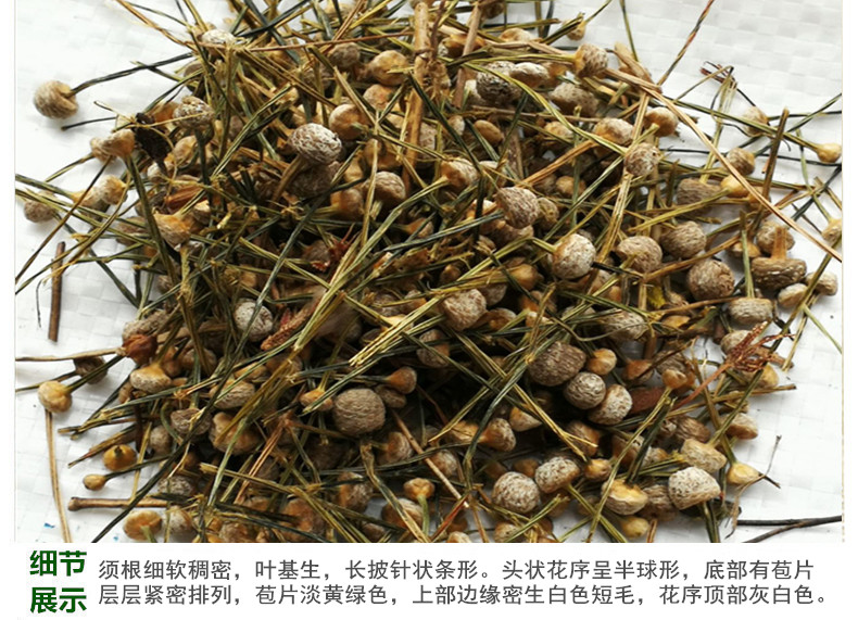 谷精草4.jpg