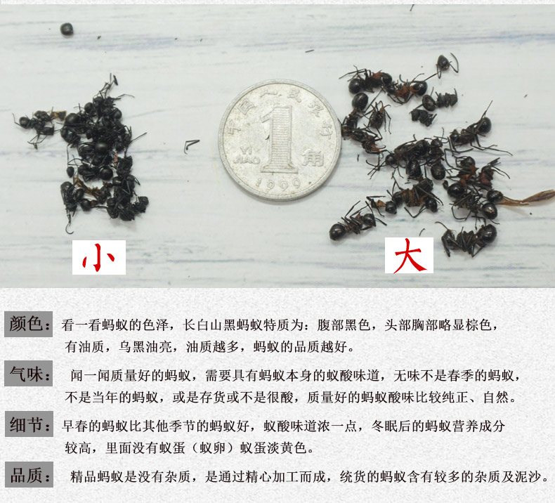 黑蚂蚁大个详情8.jpg