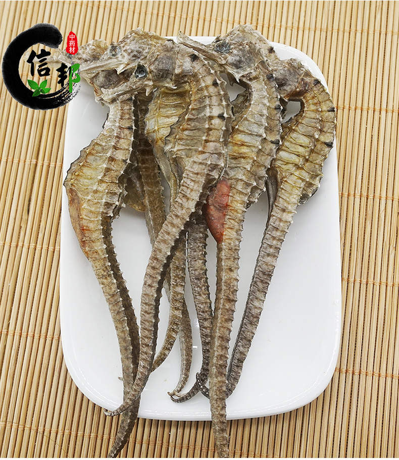 三斑海马_05.jpg