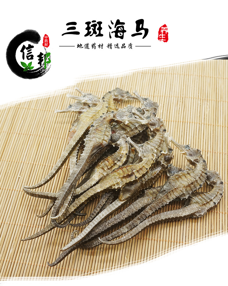 三斑海马_01.jpg