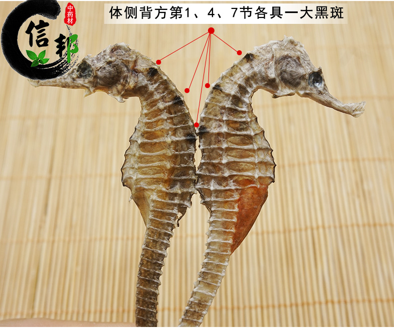 三斑海马_04.jpg