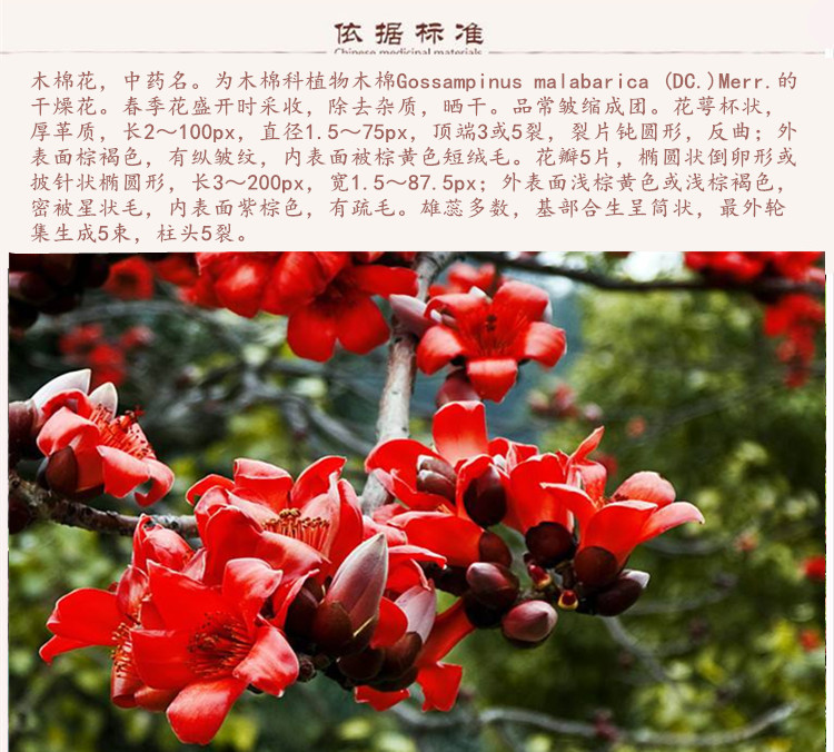 木棉花9.jpg