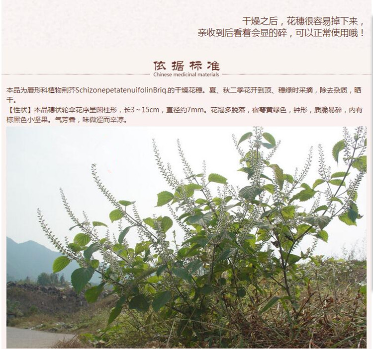 荆芥穗5.jpg