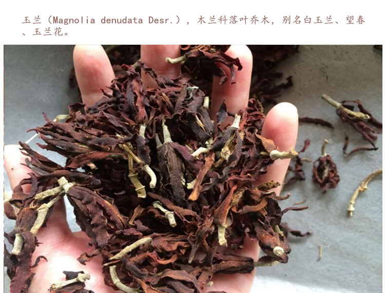 玉兰花3.jpg