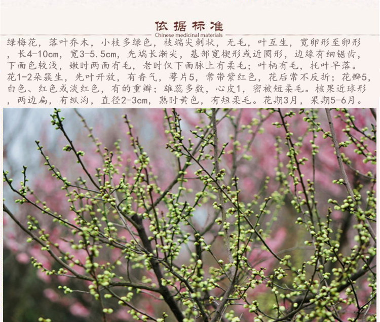 绿梅花5.jpg
