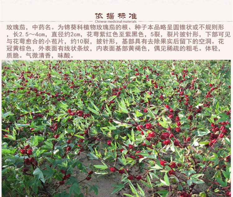 玫瑰加5_副本 (1).jpg