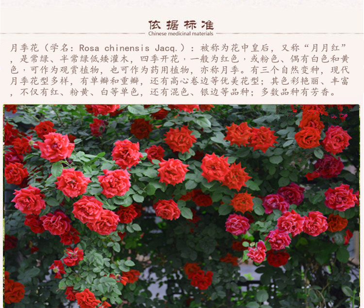 月季花5.jpg