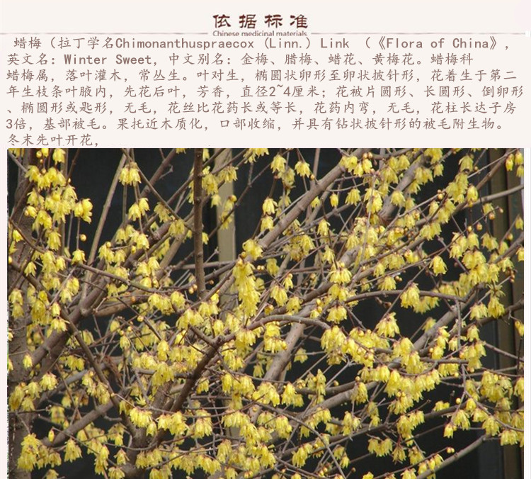 腊梅花9.jpg