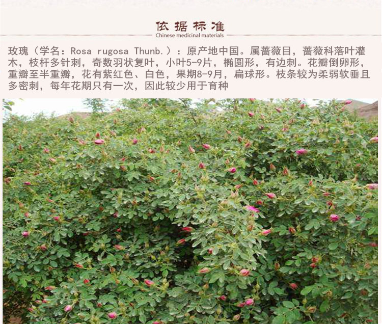 选玫瑰5_副本 (1).jpg