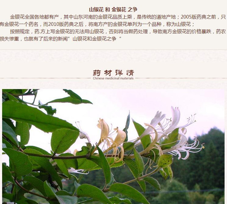 湖南金银花2.jpg