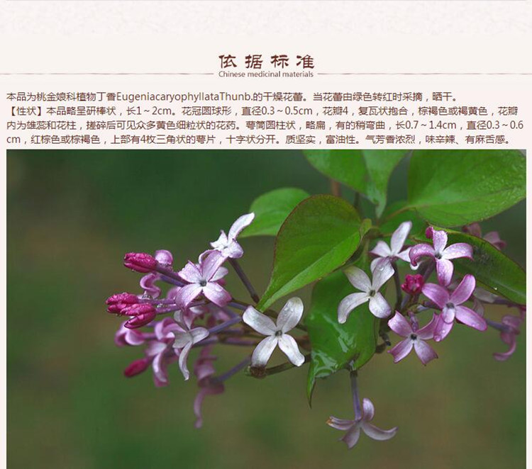 丁香5.jpg