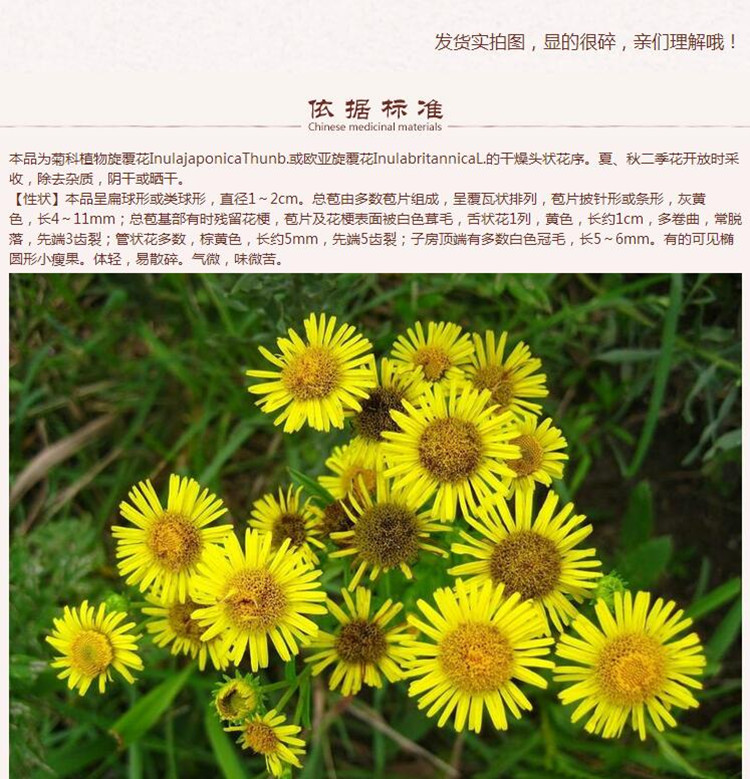 旋覆花3.jpg
