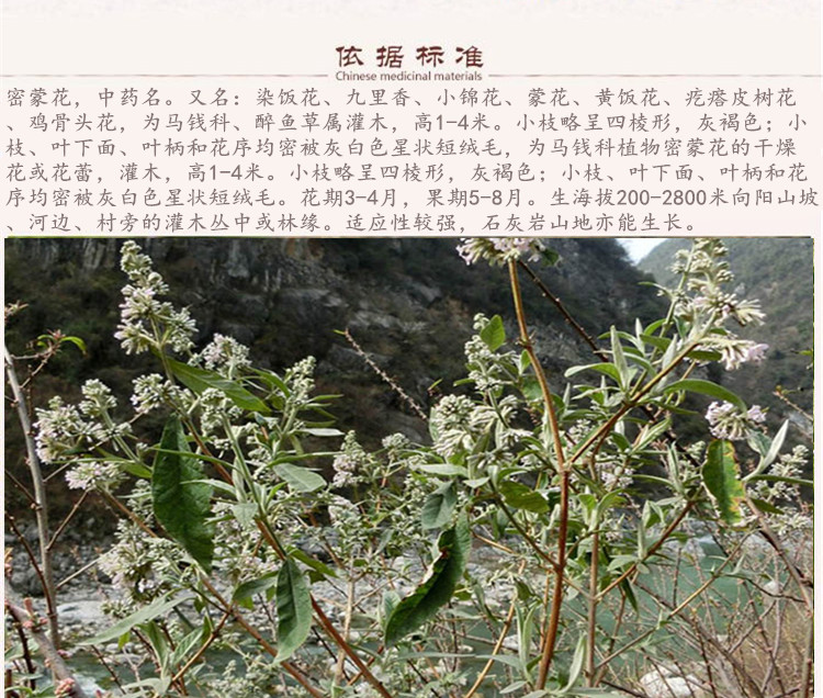 密蒙花5.jpg