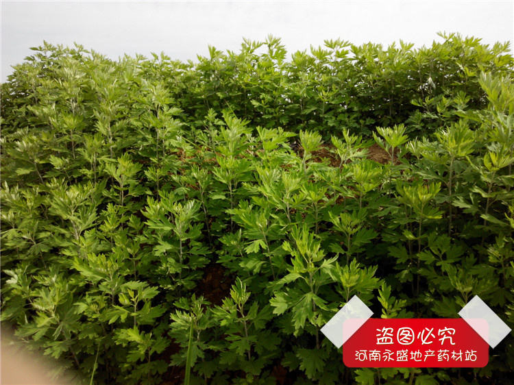 IMG_20140515_085059_副本.jpg