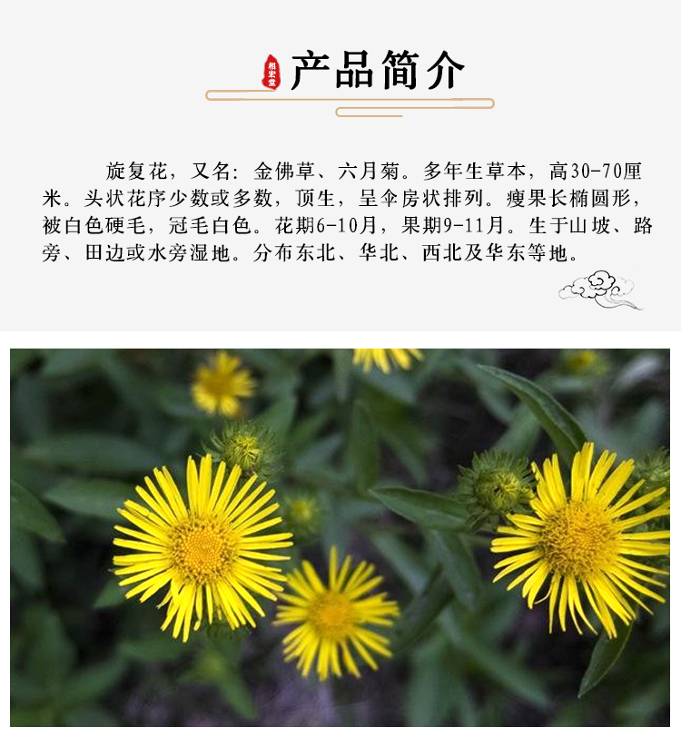 旋复花 (7).jpg