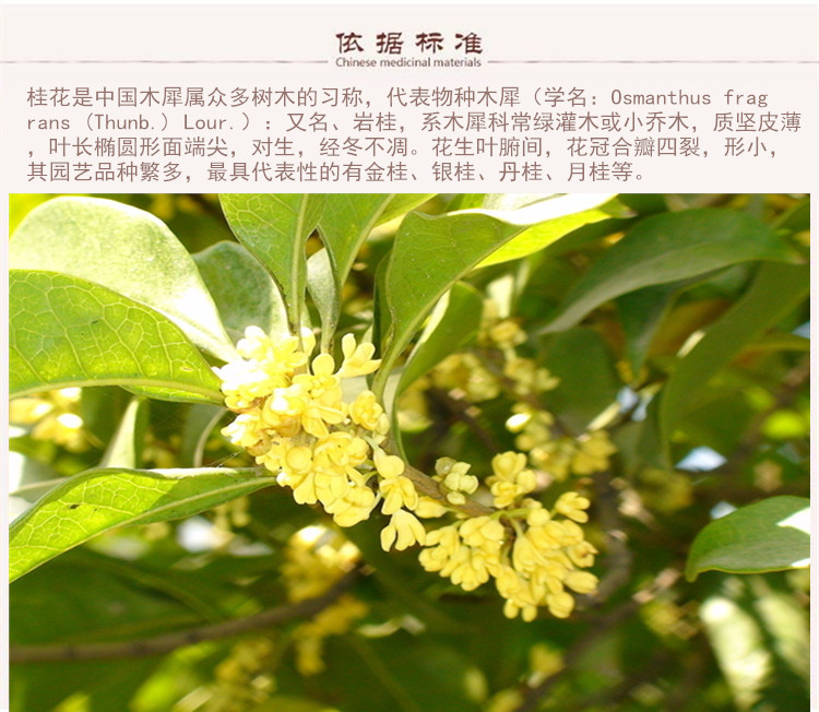 桂花5.jpg