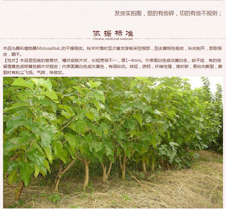 桑白皮5.jpg