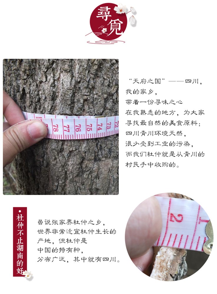 杜仲6.jpg