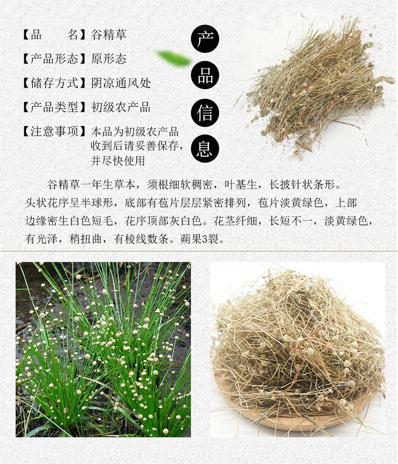 谷精草详情_02.jpg