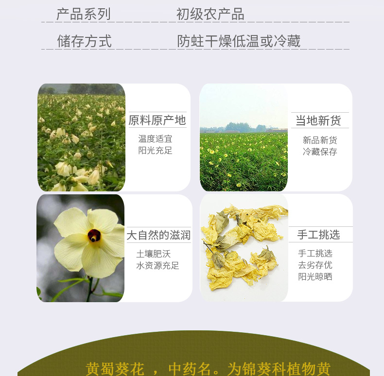 黄蜀葵花详情_03.jpg