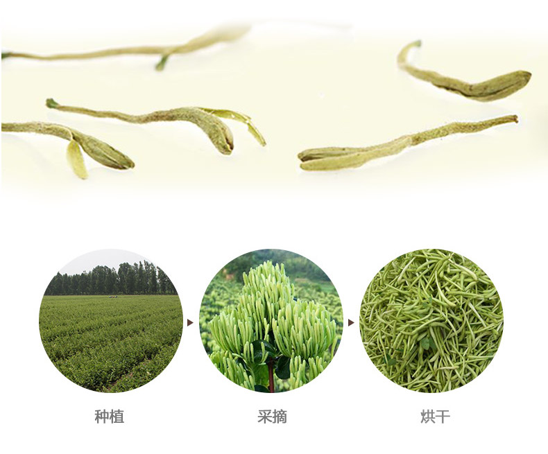 金银花详情6.jpg