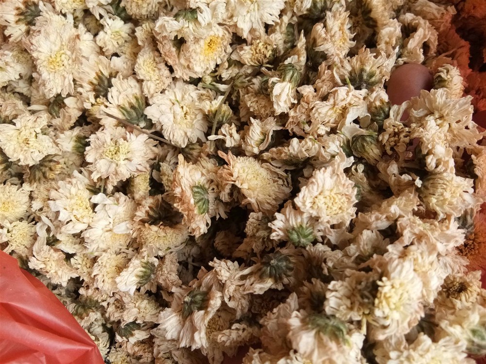 七月菊 (2).jpg