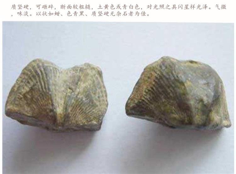 寄生5.jpg